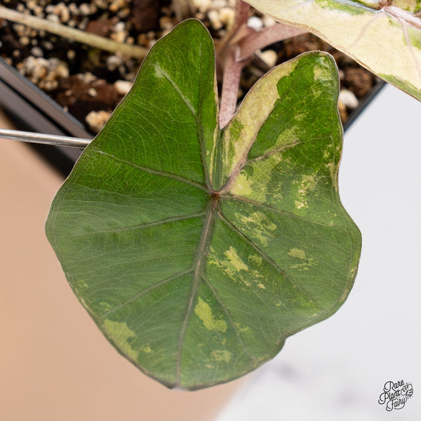 Alocasia 'Yucatan Princess' Variegated (wk37-E)