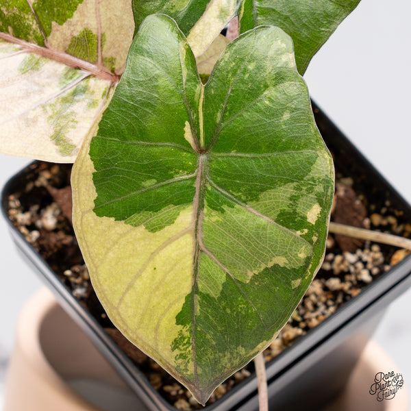 Alocasia 'Yucatan Princess' Variegated (wk37-E)