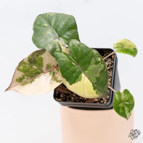 Alocasia 'Yucatan Princess' Variegated (wk37-E)