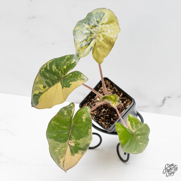 Alocasia 'Yucatan Princess' Variegated (wk48-G)