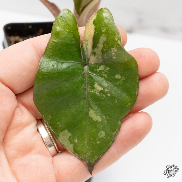 Alocasia 'Yucatan Princess' Variegated (wk48-G)