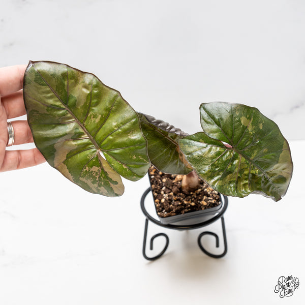 Alocasia 'Yucatan Princess' Variegated (wk50-K)