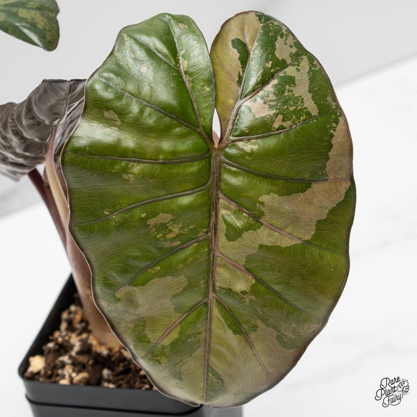 Alocasia 'Yucatan Princess' Variegated (wk50-K)