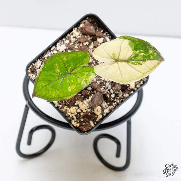 Alocasia 'Yucatan Princess' Variegated (wk6-C)