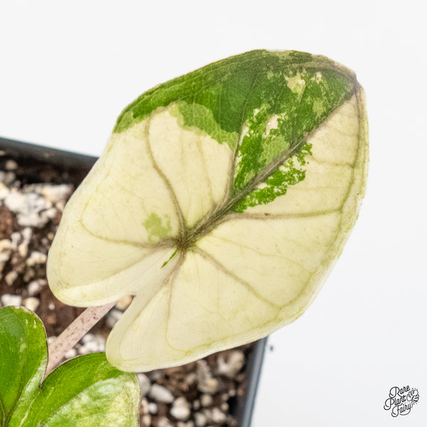 Alocasia 'Yucatan Princess' Variegated (wk6-C)