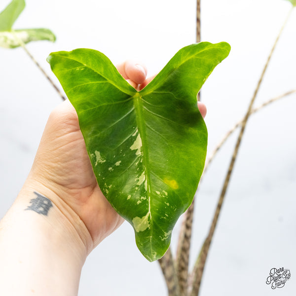 Alocasia Zebrina 'Siberian Tiger' Albo Variegated (wk51-UG)