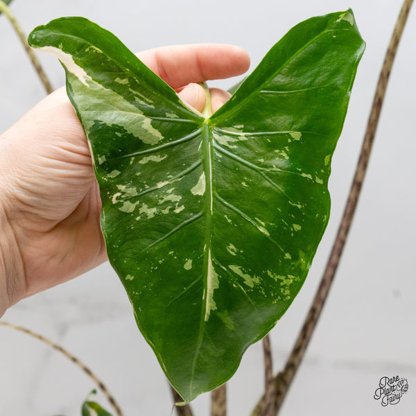 Alocasia Zebrina 'Siberian Tiger' Albo Variegated (wk2-UL) *Corming Size*