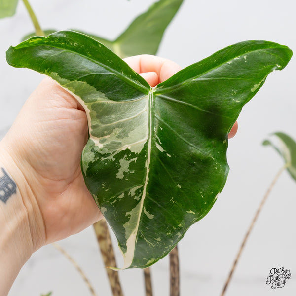 Alocasia Zebrina 'Siberian Tiger' Albo Variegated (wk2-UL) *Corming Size*