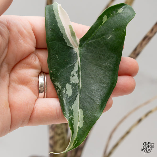 Alocasia Zebrina 'Siberian Tiger' Albo Variegated (wk2-UL) *Corming Size*