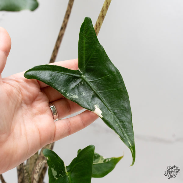 Alocasia Zebrina 'Siberian Tiger' Albo Variegated (wk2-UL) *Corming Size*