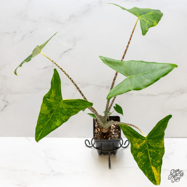 Alocasia Zebrina 'Siberian Tiger' Aurea Variegated (wk2-UN) *Corming Size*