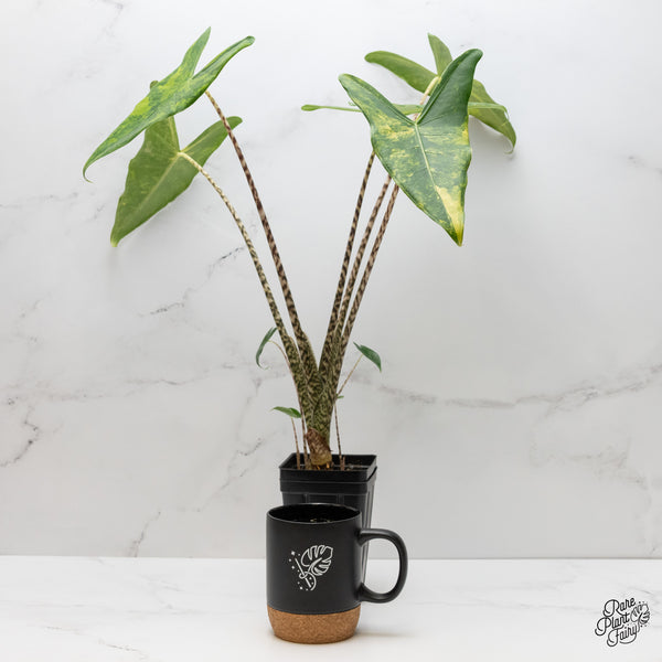 Alocasia Zebrina 'Siberian Tiger' Aurea Variegated (wk2-UN) *Corming Size*