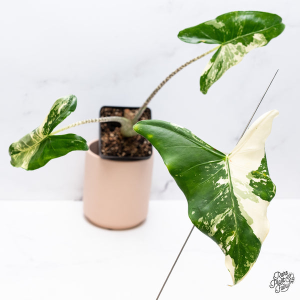 Alocasia Zebrina 'Siberian Tiger' Albo Variegated (wk37-AG)