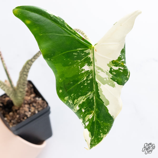 Alocasia Zebrina 'Siberian Tiger' Albo Variegated (wk37-AG)