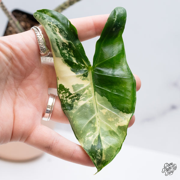 Alocasia Zebrina 'Siberian Tiger' Albo Variegated (wk37-AG)