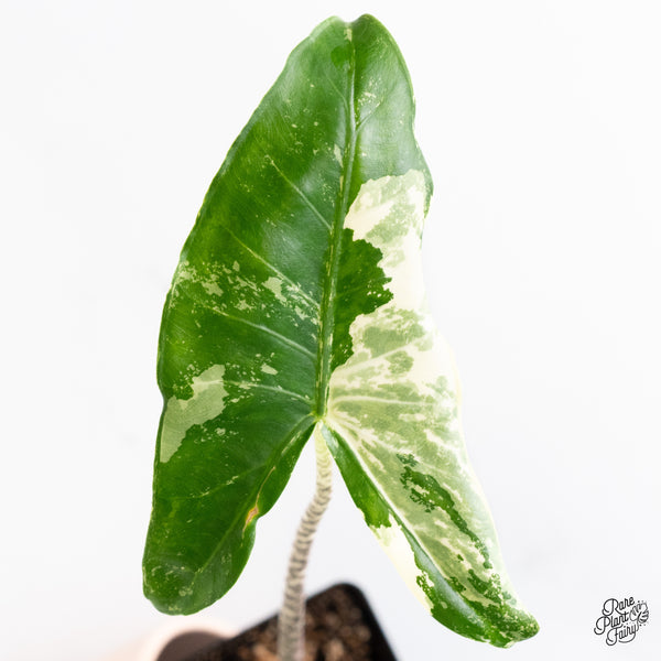 Alocasia Zebrina 'Siberian Tiger' Albo Variegated (wk37-AG)
