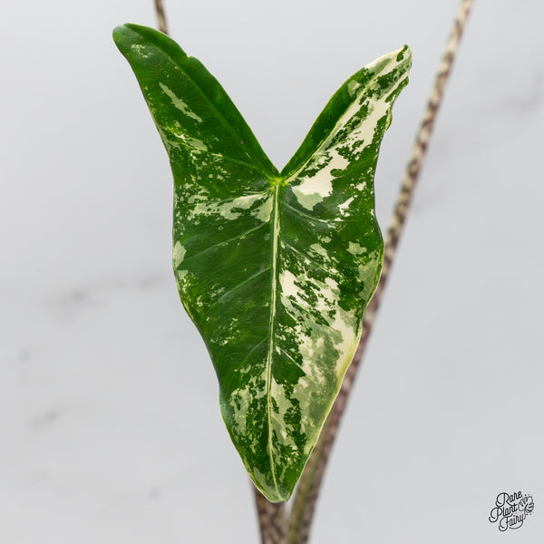Alocasia Zebrina 'Siberian Tiger' Albo Variegated (wk45-I)