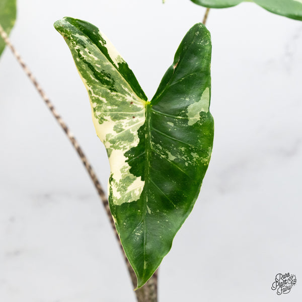 Alocasia Zebrina 'Siberian Tiger' Albo Variegated (wk45-I)
