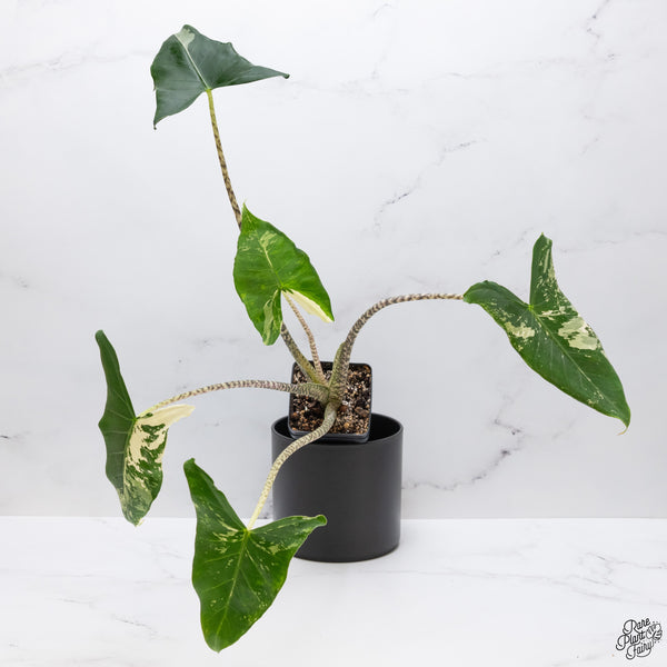 Alocasia Zebrina 'Siberian Tiger' Albo Variegated (wk32-AI)