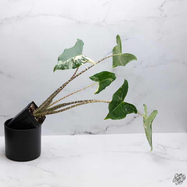 Alocasia Zebrina 'Siberian Tiger' Albo Variegated (wk32-AI)