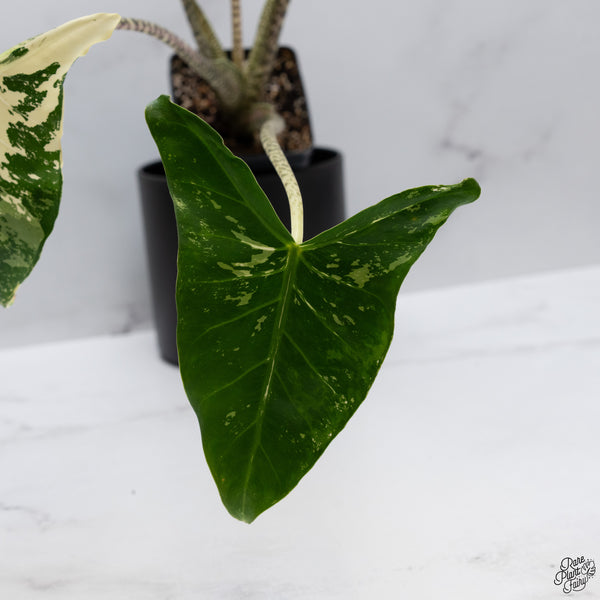 Alocasia Zebrina 'Siberian Tiger' Albo Variegated (wk32-AI)