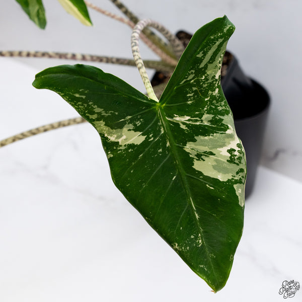 Alocasia Zebrina 'Siberian Tiger' Albo Variegated (wk32-AI)
