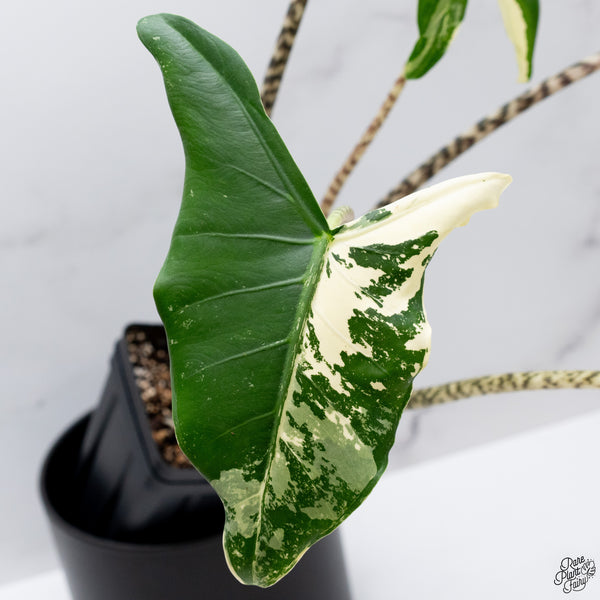 Alocasia Zebrina 'Siberian Tiger' Albo Variegated (wk32-AI)