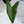 Alocasia Zebrina 'Siberian Tiger' Aurea Variegated (wk35-AF)