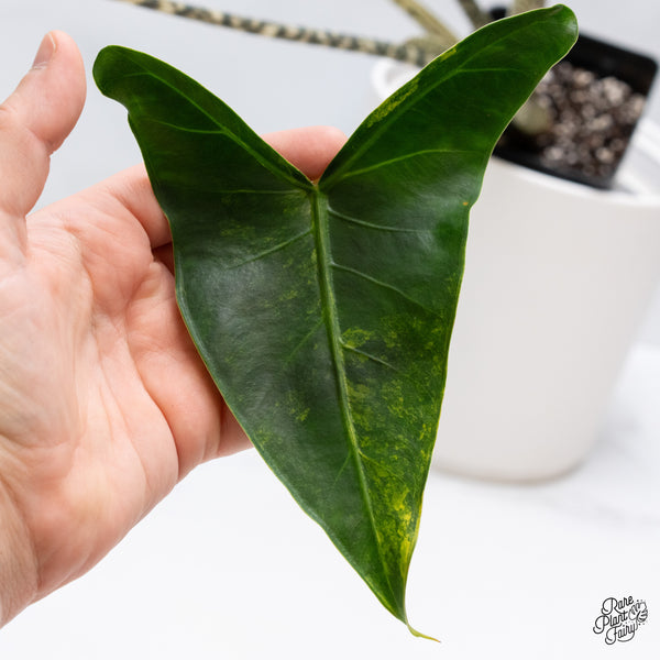 Alocasia Zebrina 'Siberian Tiger' Aurea Variegated (wk35-AF)