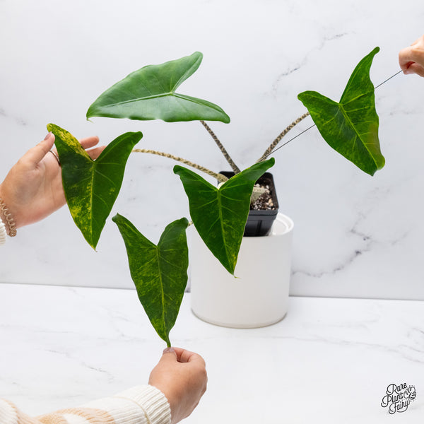 Alocasia Zebrina 'Siberian Tiger' Aurea Variegated (wk35-AF)