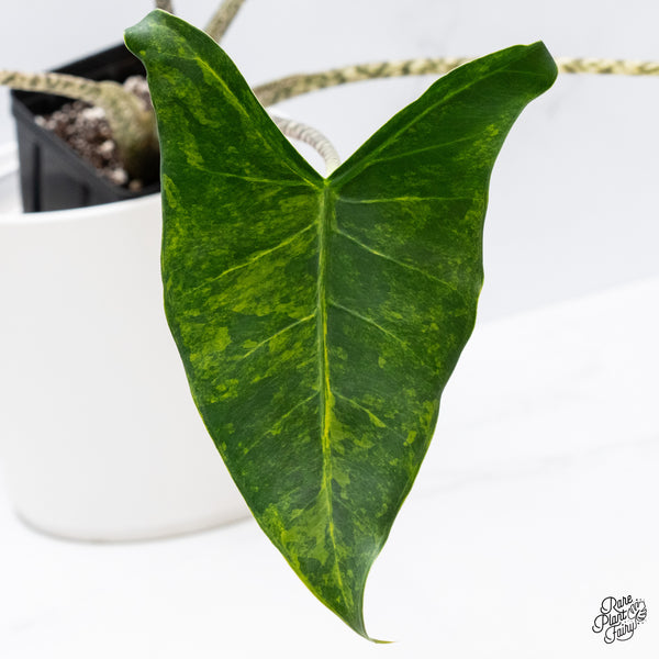 Alocasia Zebrina 'Siberian Tiger' Aurea Variegated (wk35-AF)