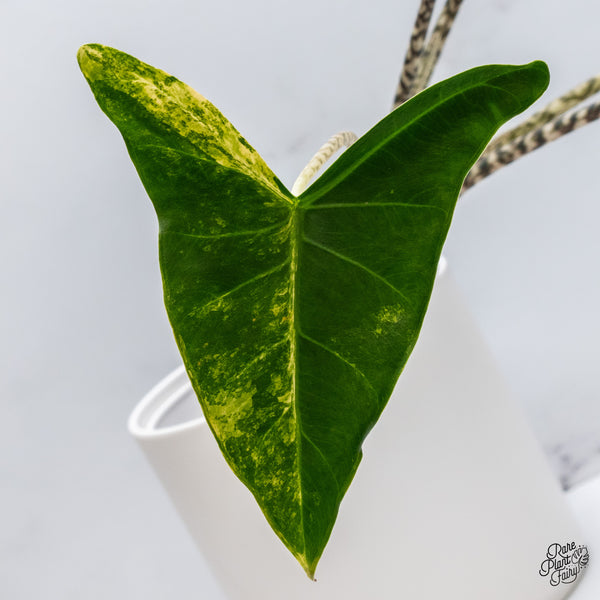 Alocasia Zebrina 'Siberian Tiger' Aurea Variegated (wk35-AF)