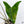 Alocasia Zebrina 'Siberian Tiger' Aurea Variegated (wk35-AF)