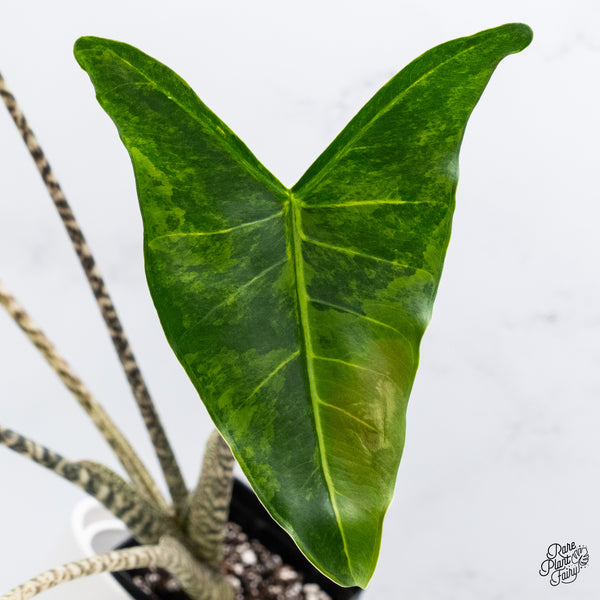 Alocasia Zebrina 'Siberian Tiger' Aurea Variegated (wk35-AF)