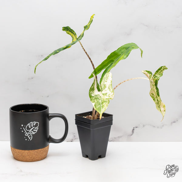 Alocasia Zebrina 'Tigrina Superba' Variegated (wk47-F)