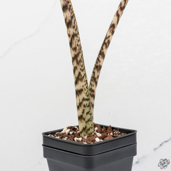 Alocasia 'Zebrina' Variegated (wk33-D)