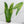 Alocasia 'Zebrina' Variegated (wk33-D)