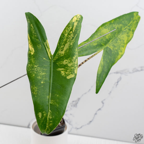 Alocasia 'Zebrina' Variegated (wk33-D)