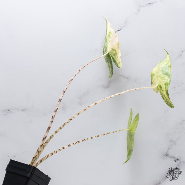 Alocasia 'Zebrina' Variegated (wk35-E)
