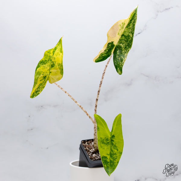 Alocasia 'Zebrina' Variegated (wk35-E)