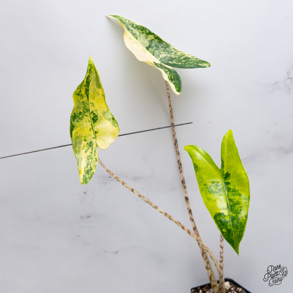 Alocasia 'Zebrina' Variegated (wk35-E)