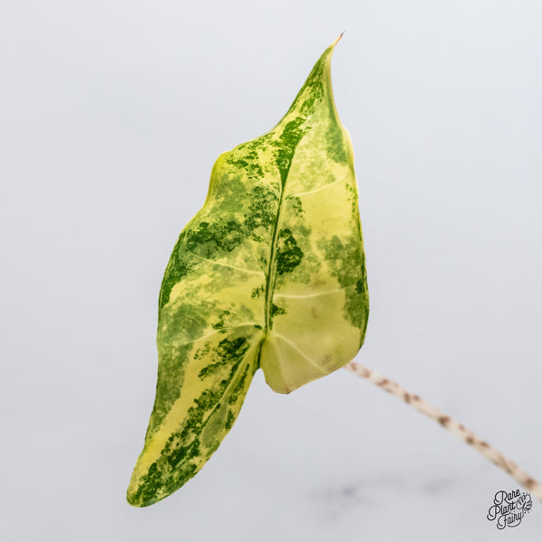 Alocasia 'Zebrina' Variegated (wk35-E)