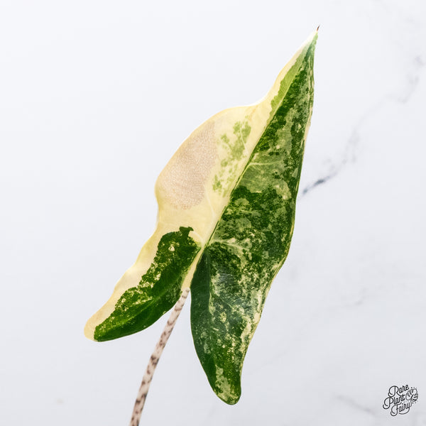 Alocasia 'Zebrina' Variegated (wk35-E)