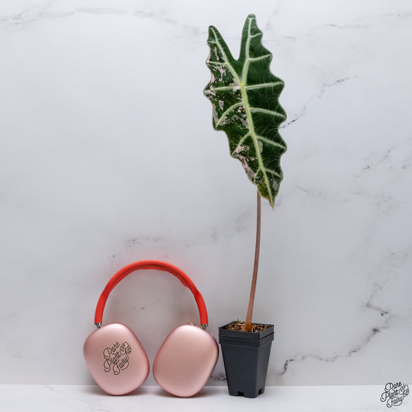 Alocasia Amazonica Pink Variegated *US Clone* *Corming Size* (wk32-AG)