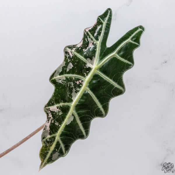Alocasia Amazonica Pink Variegated *US Clone* *Corming Size* (wk32-AG)