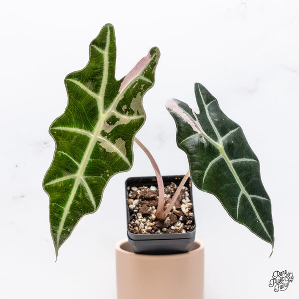 Alocasia Amazonica Pink Variegated US Clone (wk37-AC)