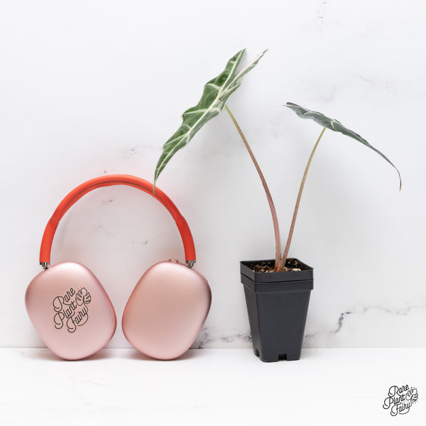 Alocasia Amazonica Pink Variegated US Clone (wk37-AC)