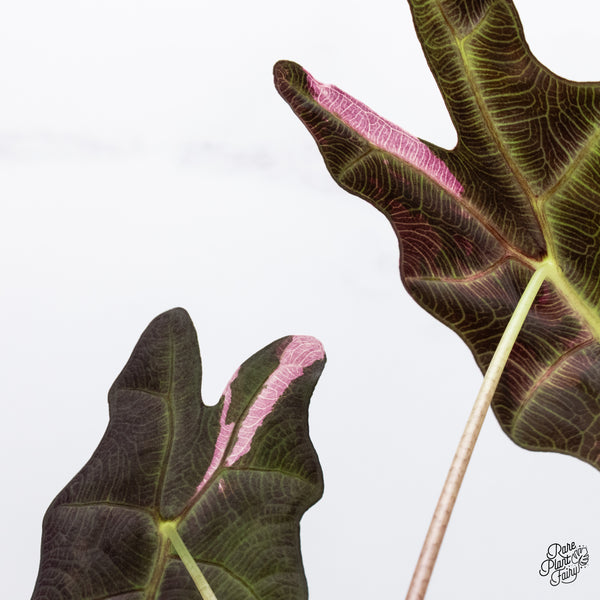 Alocasia Amazonica Pink Variegated US Clone (wk37-AC)