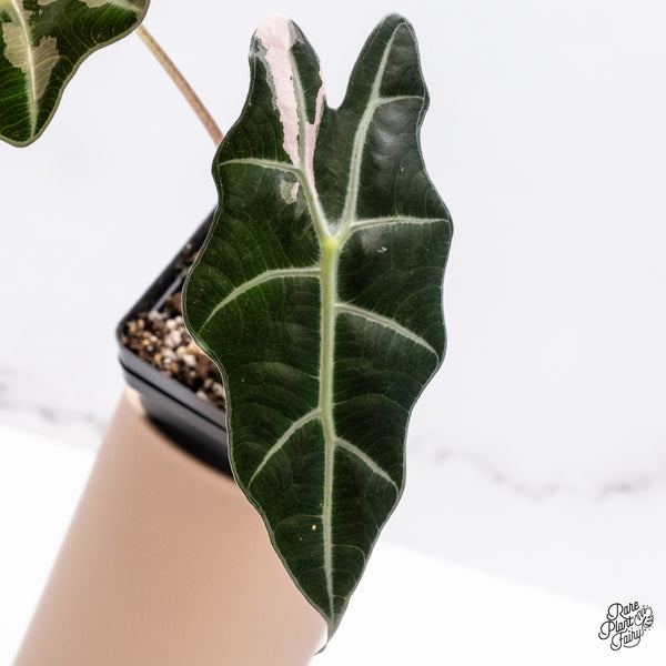 Alocasia Amazonica Pink Variegated US Clone (wk37-AC)