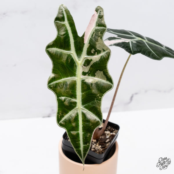 Alocasia Amazonica Pink Variegated US Clone (wk37-AC)